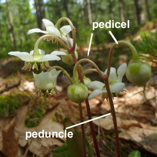 Chimaphila maculata - Striped Wintergreen  - inflorescence
