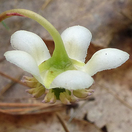 Chimaphila maculata - Striped Wintergreen  - flower reflex petals