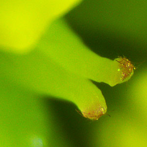 Hamamelis virginiana, American Witch Hazel, Flower, microscope closeup, 2 stigma