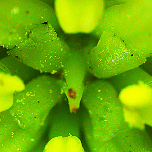 Hamamelis virginiana, American Witch Hazel, Flower, microscope closeup, 4 staminodes
