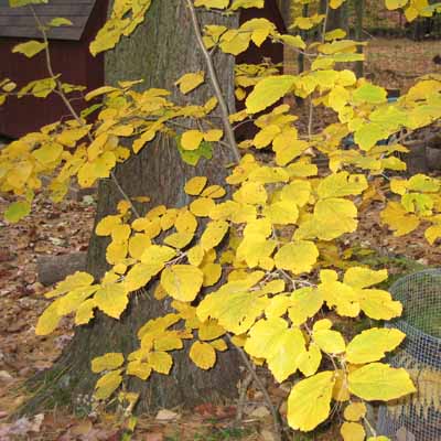 Hamamelis virginiana, American Witch Hazel, Branches