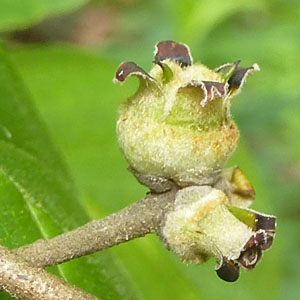 Hamamelis virginiana, American Witch Hazel, Fruit