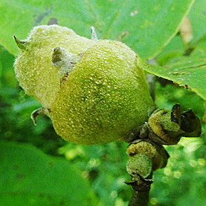 Hamamelis virginiana, American Witch Hazel, Fruit