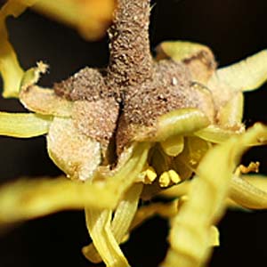 Hamamelis virginiana, American Witch Hazel, Flower side view, cluster stalk, bud scales, sepals, petals