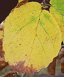 Hamamelis virginiana, American Witch Hazel, Leaves, Asymmetric leaf base