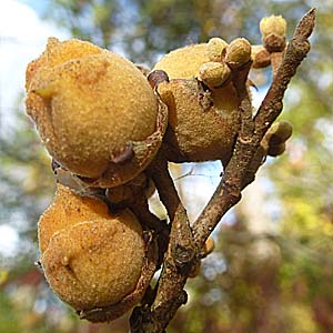 Hamamelis virginiana, American Witch Hazel, Fruit