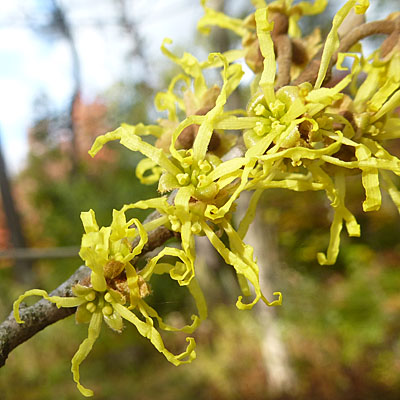 Hamamelis virginiana, American Witch Hazel, Flower cluster