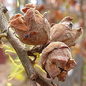 Hamamelis virginiana, American Witch Hazel, Fruit