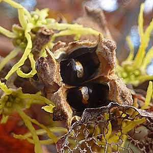 Hamamelis virginiana, American Witch Hazel, Fruit