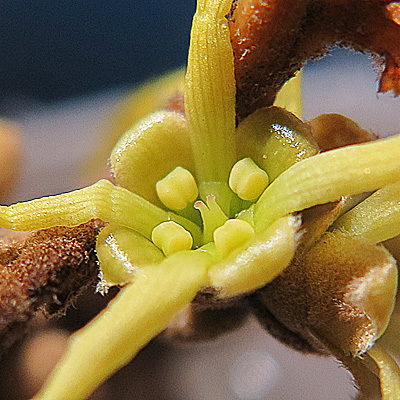 Hamamelis virginiana, American Witch Hazel, Flower, closeup, 4 petals, 4 sepals, 4 stamens, 2 styles, 4 staminodes