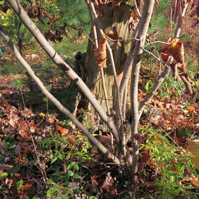 Hamamelis virginiana, American Witch Hazel, Multistem