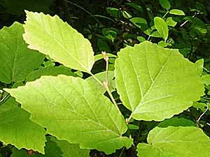 Hamamelis virginiana, American Witch Hazel, Leaves, Asymmetric leaf base