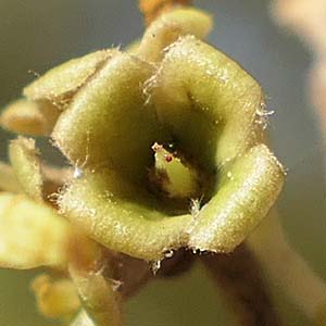 Hamamelis virginiana, American Witch Hazel, Flower, closeup, calyx, sepals, styles