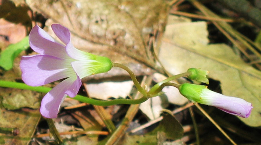 Oxalis violacea - Violet Woodsorrel - Flowers