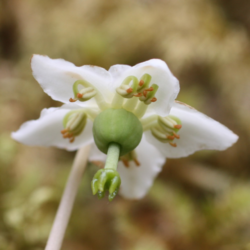 Moneses uniflora ( Wood-nymph)