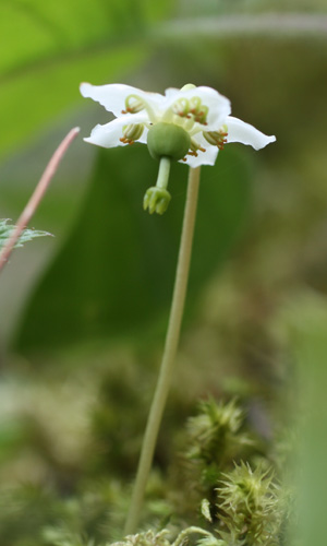 Moneses uniflora ( Wood-nymph)