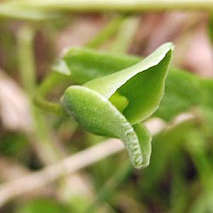 Claytonia virginica - Spring Beauty - Fruit