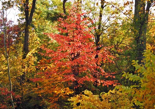 Autumn colors Vibrant Sour Gum tree Autumn colors