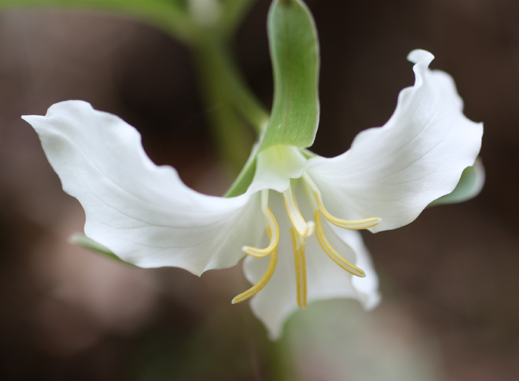 Trillium - Catesby's